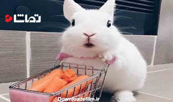 خرگوش های بامزه و دوست داشتنی - بامزه ترین ها