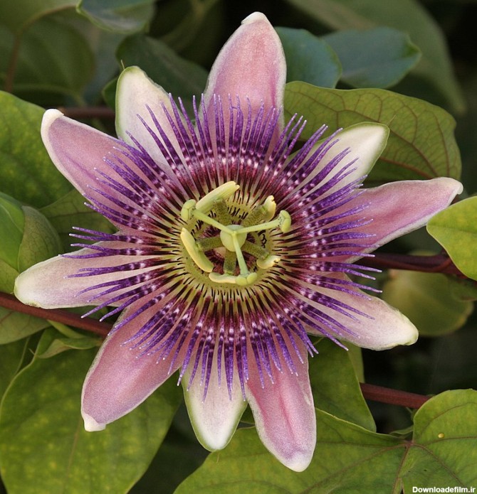 گل ساعتی (سرده) - ویکی‌پدیا، دانشنامهٔ آزاد