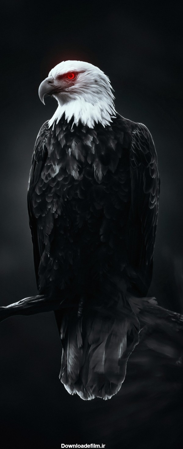 عکس عقاب برای صفحه گوشی