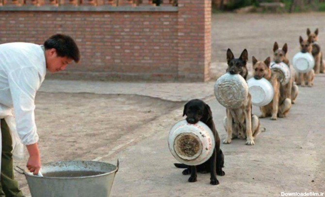 عکسی جالب از سگ‌های پلیس چین در صف غذا - خبرآنلاین