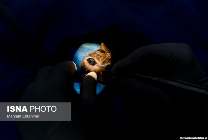 آخرین خبر | عکس/ عمل چشم سنجاب برای اولین بار در جهان توسط ...