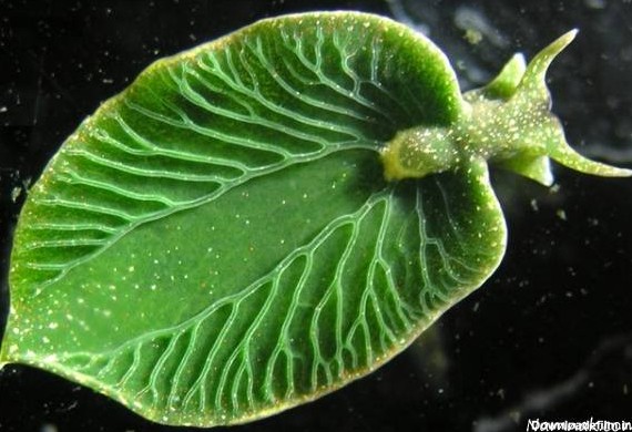 حلزون دریایی عجیب که مثل گیاهان فتوسنتز می کند + عکس