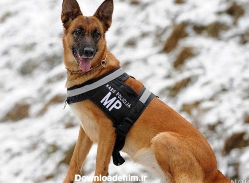 عکس سگ گرگی پلیسی
