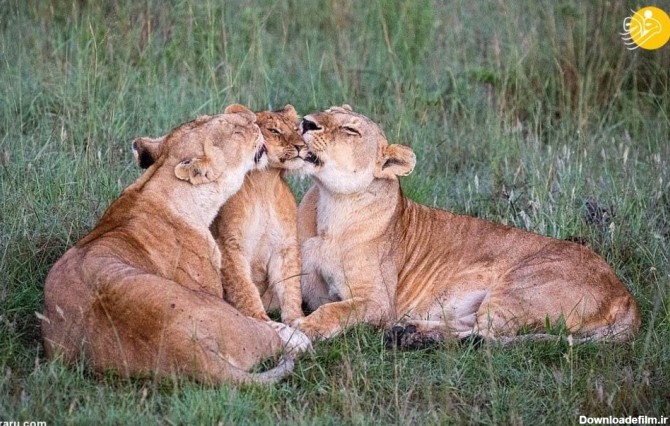 عکس‌های دلچسب از لیس زدن بچه شیر توسط ۲ ماده شیر