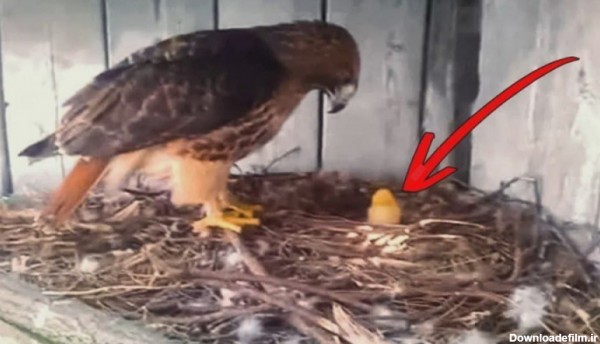 یک کشاورز تخم یک مرغ رو زیر این عقاب گذاشت و این اتفاقی بود که افتاد