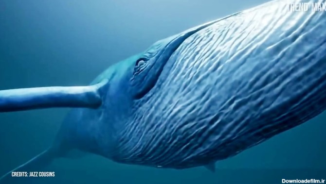 بزرگترین نهنگ های اقیانوس