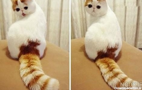 عکس بچه گربه سفید