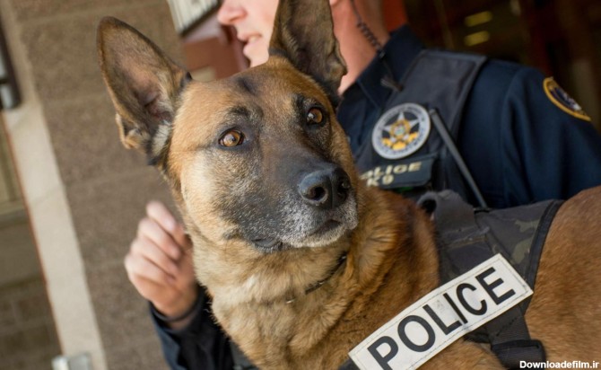کلیپی جالب از آموزش سگ های پلیس-@ITPetnet