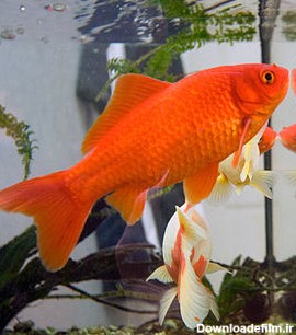 ماهی قرمز - ویکی‌پدیا، دانشنامهٔ آزاد
