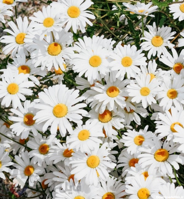 عکس گل بابونه با کیفیت بالا | گیاهان | فایل آوران