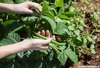 نکات مهم "کاشت انواع لوبیا" در گلدان، باغچه و مزارع