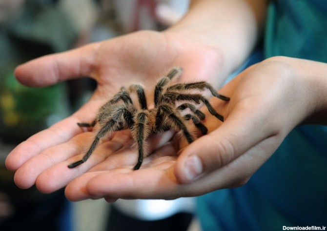 با ۱۰ گونه از سمی ترین و خطرناک ترین عنکبوت های جهان آشنا شوید+عکس ...