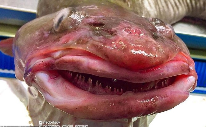 موجوداتی که باور نمی‌کنید ماهی‌های واقعی باشند - روزیاتو