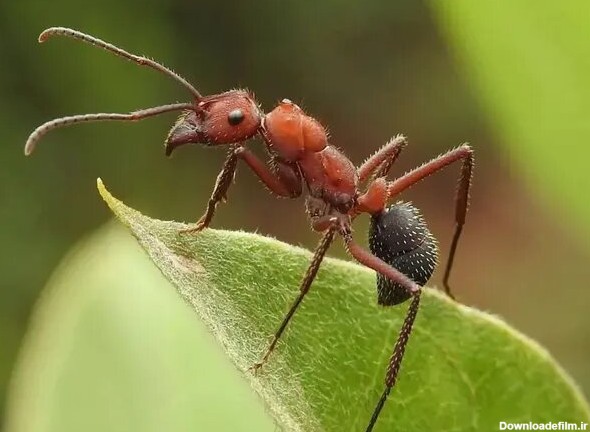 همشهری آنلاین - ترسناک‌ترین عکس از صورت یک مورچه | اگر می‌بینید ...