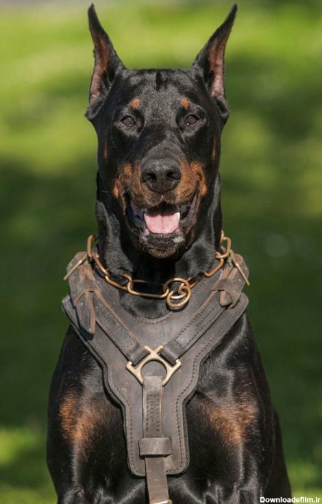 سگ دوبرمن جدیدترین اطلاعات نژاد نگهداری مراقبت آموزش و تربیت دوبی ها
