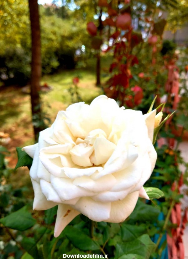 عکس گل رز سفید عاشقانه با کیفیت بالا