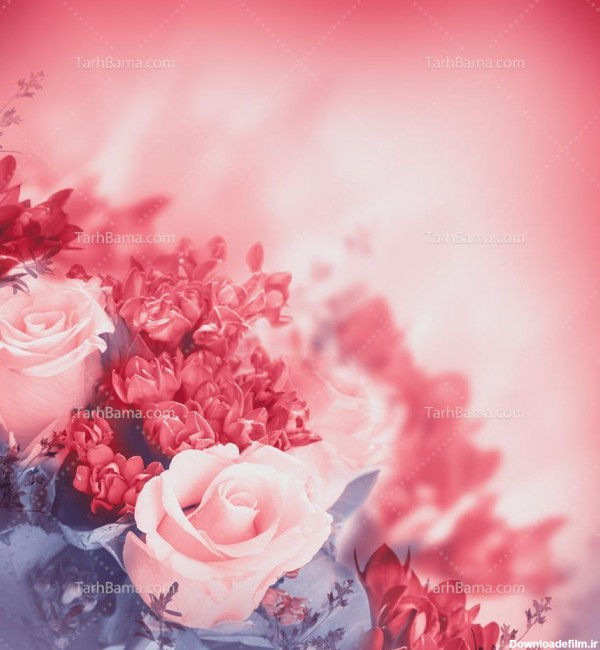 عکس با کیفیت گل رز صورتی قرمز