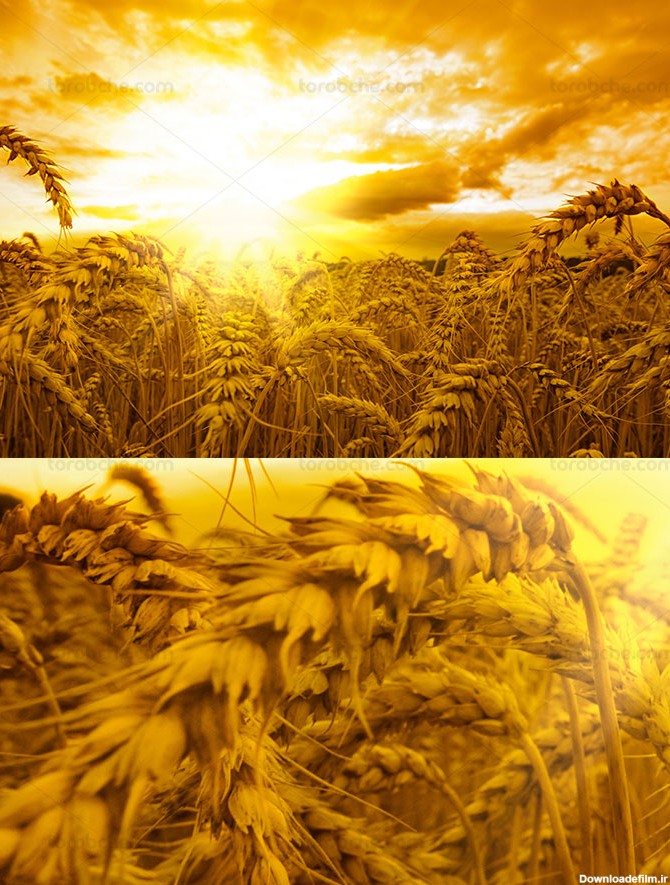 عکس با کیفیت مزرعه گندم و طلوع خورشید