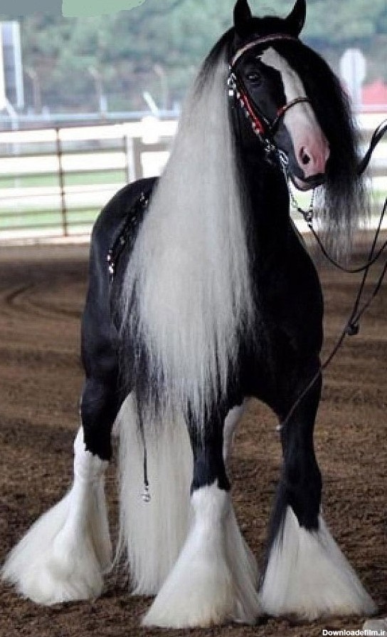 زیباترین اسب جهان (عکس)