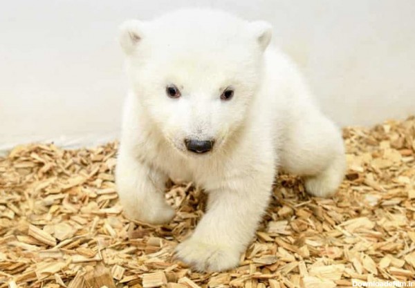 عکس روز | بچه خرس قطبی - همشهری آنلاین