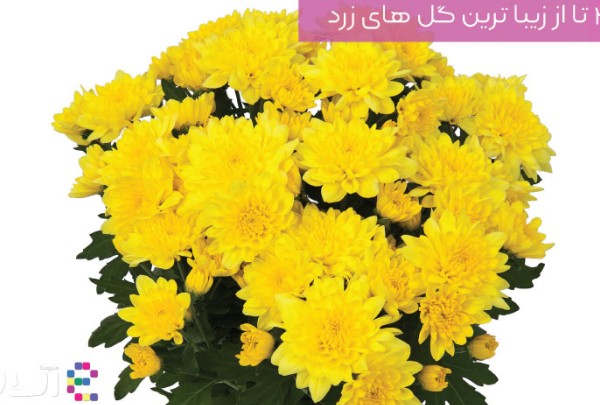 مجموعه عکس گل یخ زرد رنگ (جدید)