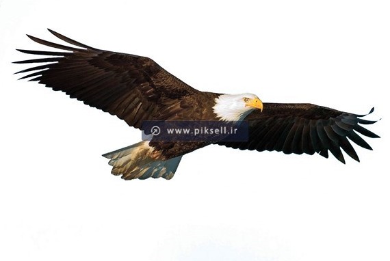 عکس با کیفیت از عقاب با بال های باز با پس زمینه سفید
