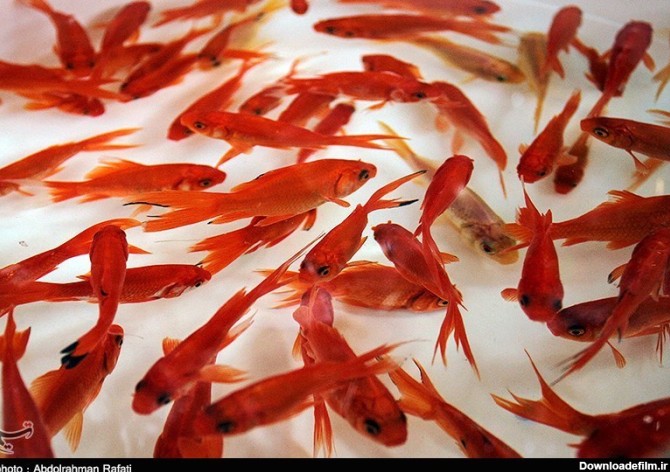 راهنمای خرید و نگهداری از ماهی قرمز کوچولو - تسنیم