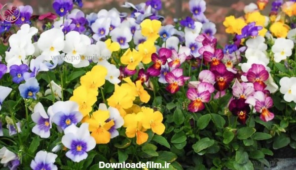 40 مدل گل بنفشه (تصاویر انواع گل بنفشه) - پوپونیک