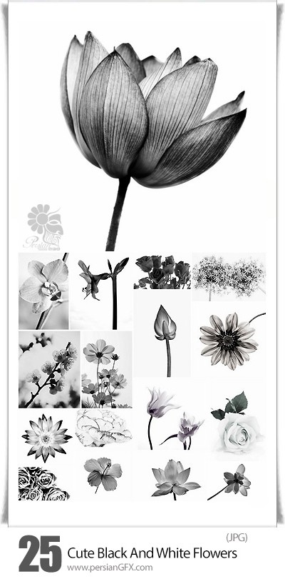 دانلود تصاویر با کیفیت گل های متنوع سیاه و سفید - Cute Black And White