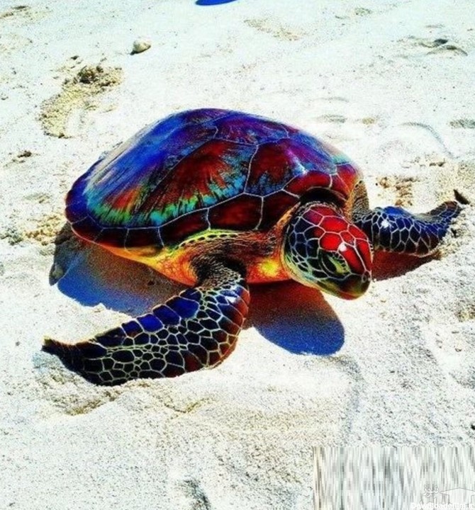 عکس) لاک پشت دریایی نادر با بدن رنگی