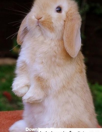 عکس خرگوش لوپ سفید ❤️ [ بهترین تصاویر ]