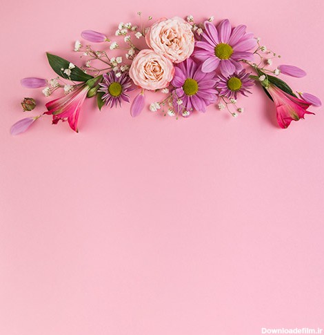 دانلود عکس با کیفیت از گل های بهاری در بک گراند صورتی 9710612 ...