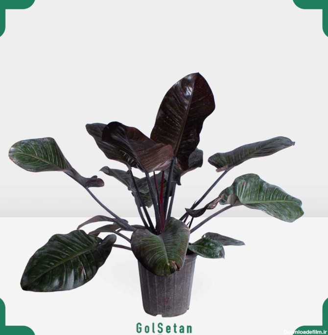 گلدان فیلودندرون بلک بزرگ - ارسال 4ساعته رایگان | گُل‌سِتان