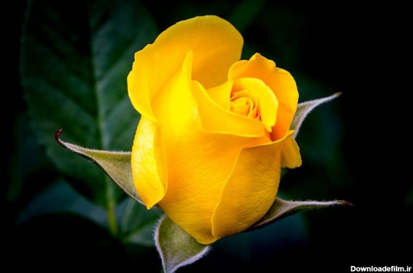 عکس تصویر زمینه گلهای زرد