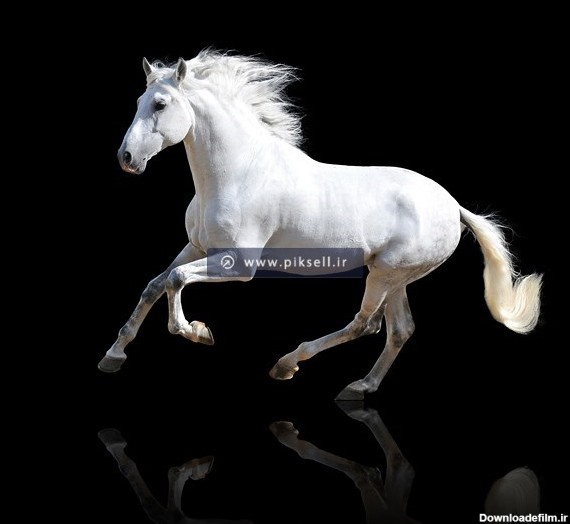 عکس با کیفیت از یورتمه رفتن یک اسب سفید با پس زمینه مشکی