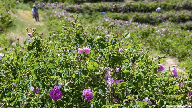باغداری که پیشتاز تولید گل محمدی در کشور است / افزایش تولید، ثمره کشاورزی علمی