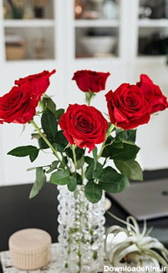 عکس شاخه گل رز قرمز در گلدان شیشه ای