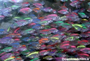 عکس ماهی های شفاف
