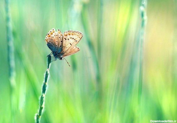 پروانه ها و نقش آن ها در طبیعت