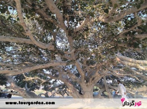 عکس جاهای دیدنی چابهار - درخت انجیر معابد