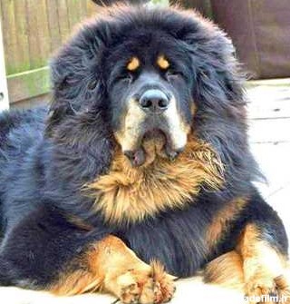 سگ تبتی - tinad.ir