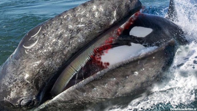 حمله نهنگ های قاتل و کشتن نهنگ خاکستری کشتن