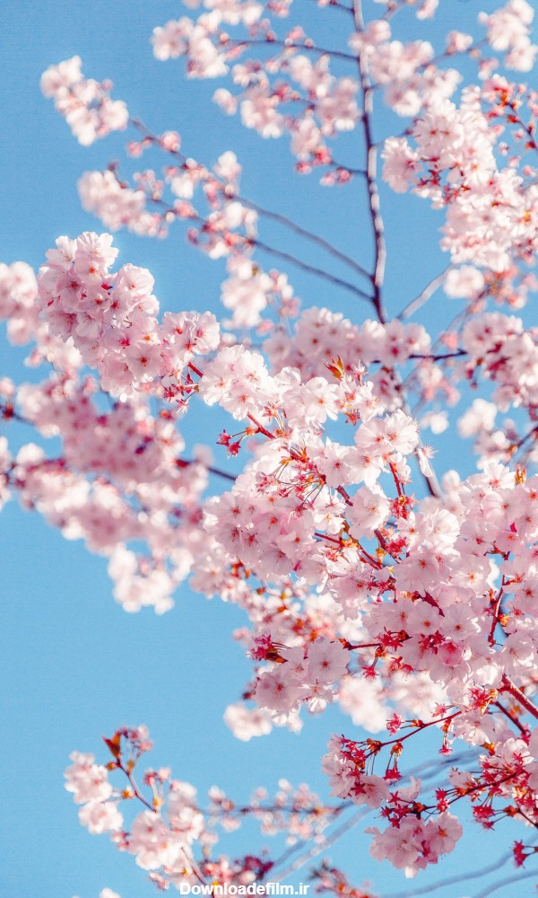 عکس شکوفه بهاری درخت