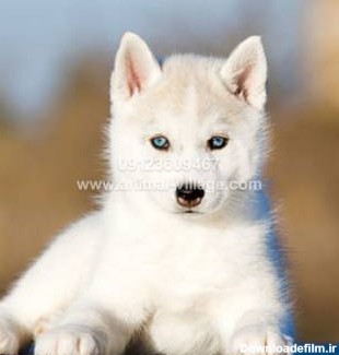 سگ هاسکی چشم آبی - H104 - دهکده حیوانات