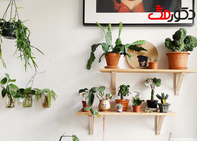 5 جای مناسب برای قرار دادن گیاهان آپارتمانی