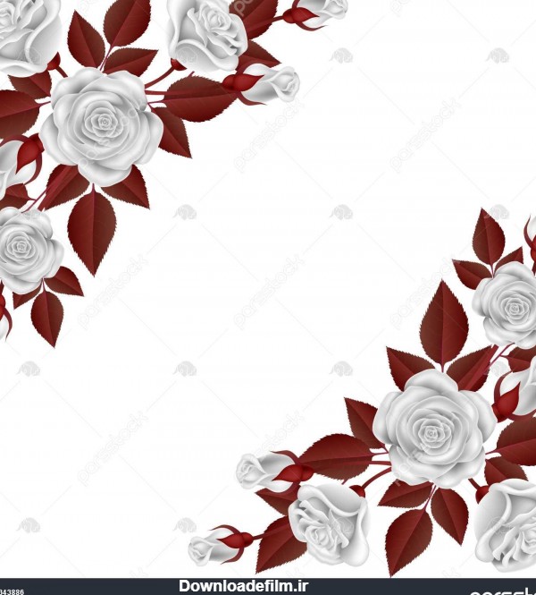 واقع بین سفید گل رز گل تصویر با قرمز برگ برای گوشه تزیین بردار جدا ...