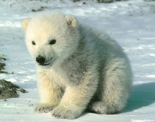 عکس نوزاد خرس قطبی