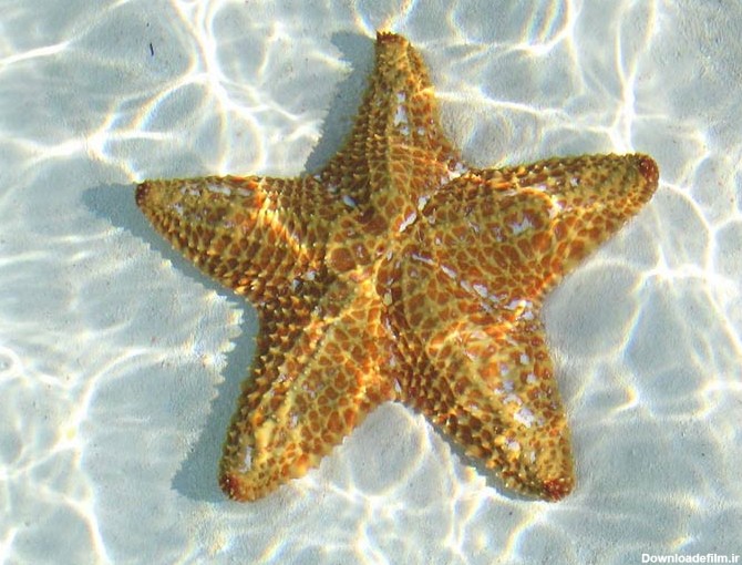 ستاره دریایی Astercidea