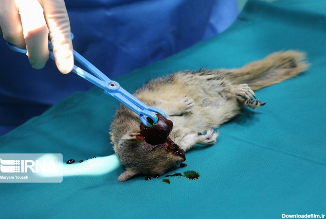 فرارو | (تصاویر) عمل جراحی چشم سنجاب برای اولین بار در دنیا