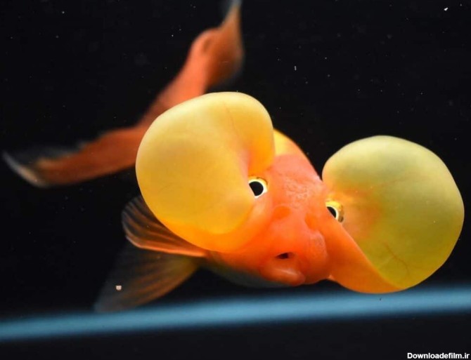 5تا از عجیب ترین ماهی ها به همراه عکس و معرفی - gerdoo learn